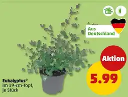 PENNY Eukalyptus Angebot
