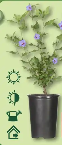 Aldi Nord Gardenline Gartenhibiskus Angebot