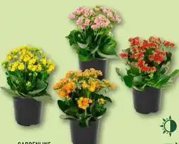 Aldi Nord Gardenline Kalanchoe Angebot