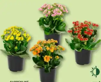 Aldi Nord Gardenline Kalanchoe Angebot