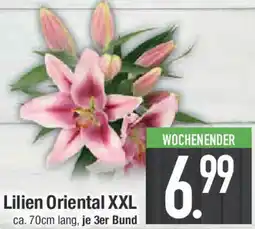 E-Center Lilien Oriental XXL Angebot