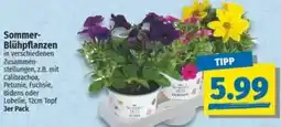 NP Discount Sommer Blühpflanzen Angebot