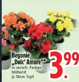 Edeka Begonie „Dolc' Amore" Angebot