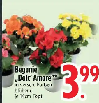 Edeka Begonie „Dolc' Amore" Angebot