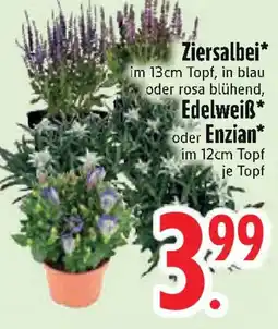 Edeka Ziersalbei o. Edelweiß oder Enzian Angebot