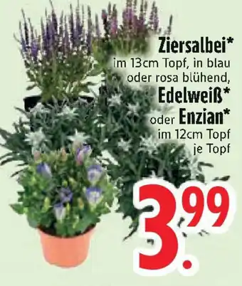 Edeka Ziersalbei o. Edelweiß oder Enzian Angebot