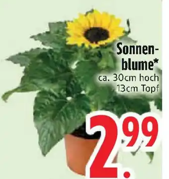 Edeka Sonnenblume Angebot