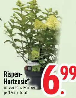 Edeka Rispen- Hortensie Angebot