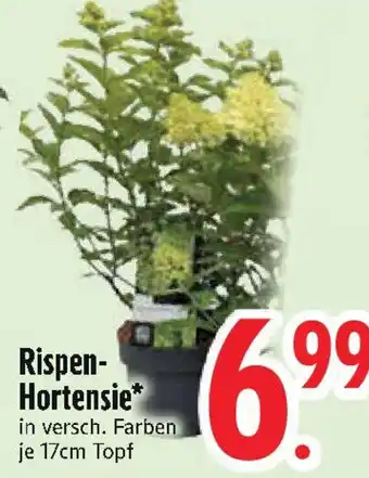 Edeka Rispen- Hortensie Angebot