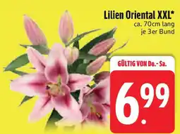 Edeka Lilien Oriental XXL Angebot