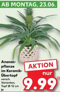Kaufland Ananaspflanze im Keramik- Übertopf Angebot
