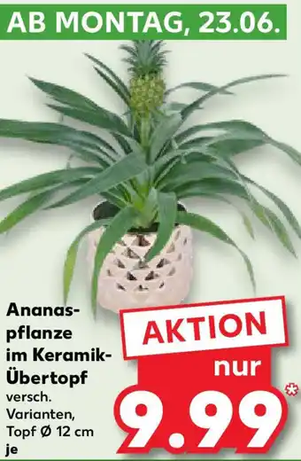 Kaufland Ananaspflanze im Keramik- Übertopf Angebot