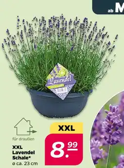 NETTO Lavendel schale Angebot