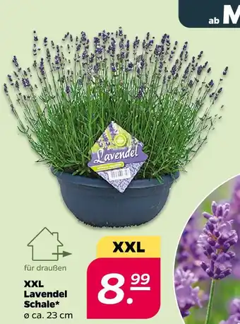 NETTO Lavendel schale Angebot