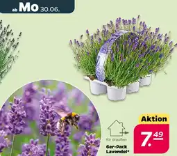 NETTO Lavendel Angebot