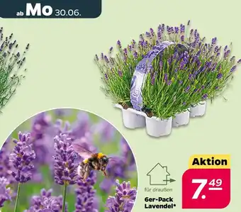 NETTO Lavendel Angebot