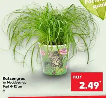 Kaufland Katzengras Angebot