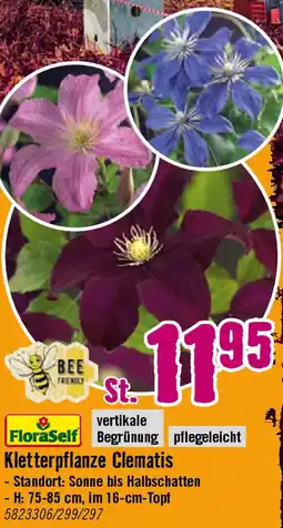 Hornbach FloraSelf Kletterpflanze Clematis Angebot