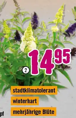 Hornbach Schmetterlingsflieder Summer Kids Tricolor Angebot