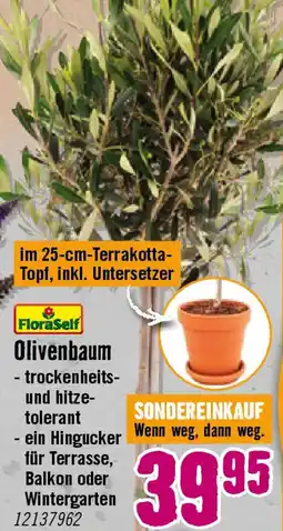 Hornbach FloraSelf Olivenbaum Angebot