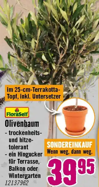 Hornbach FloraSelf Olivenbaum Angebot
