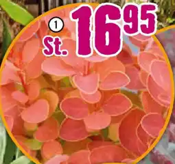 Hornbach FloraSelf Berberitze ,,Orange Ice" Angebot