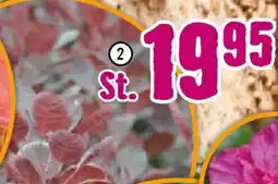 Hornbach FloraSelf Perückenstrauch ,,Lilla" Angebot