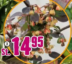Hornbach FloraSelf Berberitze ,,Rose Glow" Angebot