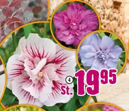 Hornbach FloraSelf Garteneibisch Angebot