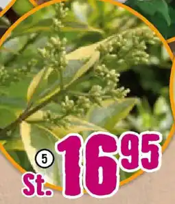 Hornbach FloraSelf Gold-Liguster ,,Aureum" Angebot