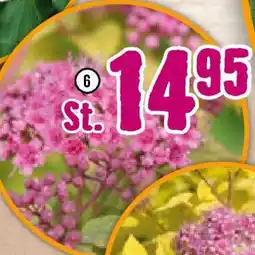 Hornbach FloraSelf Sommerspiere ,,Magic Carpet" Angebot