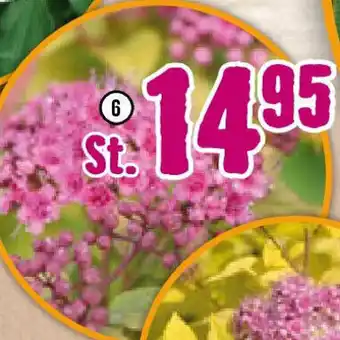Hornbach FloraSelf Sommerspiere ,,Magic Carpet" Angebot