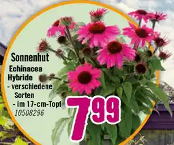 Hornbach Sonnenhut Echinacea Hybride Angebot