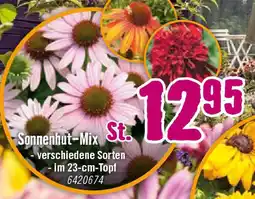 Hornbach Sonnenhut-Mix Angebot
