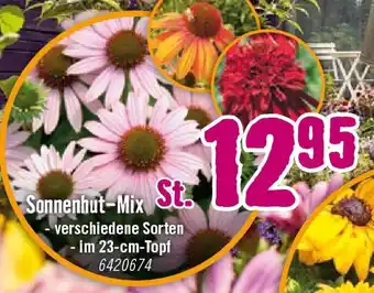 Hornbach Sonnenhut-Mix Angebot