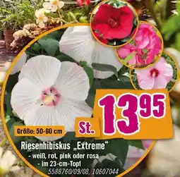 Hornbach Riesenhibiskus „Extreme“ Angebot