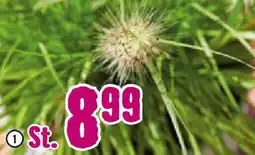 Hornbach FloraSelf Lampenschirmgras „Hameln" Angebot