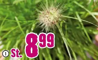 Hornbach FloraSelf Lampenschirmgras „Hameln" Angebot