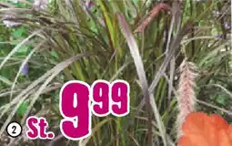 Hornbach FloraSelf Lampenputzergras „Puppy Love" Angebot