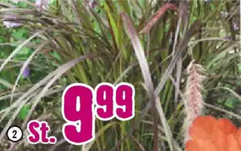 Hornbach FloraSelf Lampenputzergras „Puppy Love" Angebot