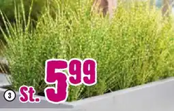 Hornbach FloraSelf Chinaschilf „Gold Bar" Angebot