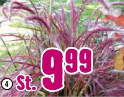 Hornbach FloraSelf Rotes Lampenputzergras ,,Fireworks" Angebot