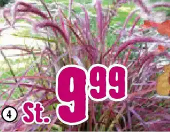 Hornbach FloraSelf Rotes Lampenputzergras ,,Fireworks" Angebot