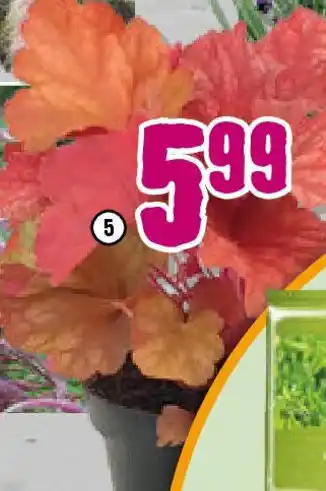 Hornbach FloraSelf Purpurglöckchen ,,Heuchera x Hybridum" Angebot