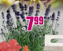 Hornbach FloraSelf Lavendel ,,Lavandula angustifolia“ Angebot