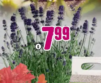 Hornbach FloraSelf Lavendel ,,Lavandula angustifolia“ Angebot