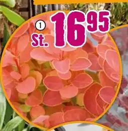 Hornbach Berberitze „orange ice“ Angebot
