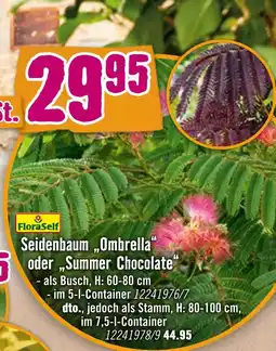 Hornbach Floraself seidenbaum 'ombrella' oder 'summer chocolate' Angebot