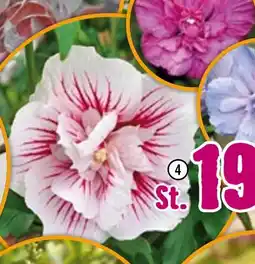 Hornbach Garteneibisch Angebot