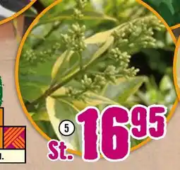 Hornbach Gold-liguster „aureum Angebot